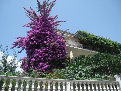 Apartment Knez Τρογκίρ Εξωτερικό φωτογραφία